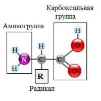 Амінокислоти для спорту